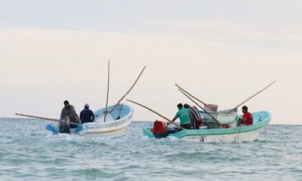 Conceden otro mes extra para captura de pulpo en Yucatán y Campeche