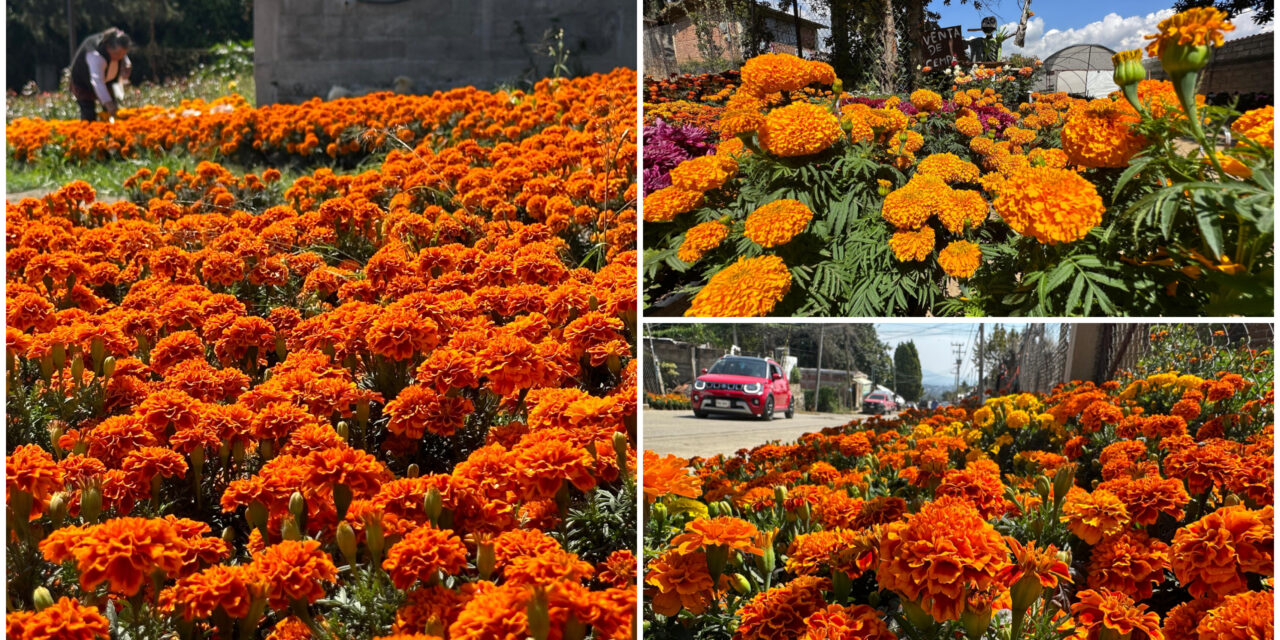 Tetela del Monte, proveedora de flores para ‘Días de Muertos’ y Navidad