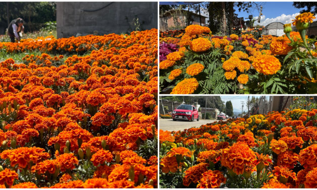 Tetela del Monte, proveedora de flores para ‘Días de Muertos’ y Navidad