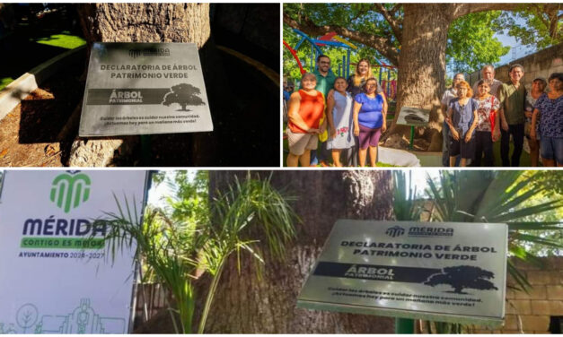 Par de ceibas en parque Las Carmelitas, primeros árboles de ‘Patrimonio Verde’