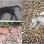 ‘Tiradero’ de animales muertos en fraccionamiento Santa Cruz Palomeque