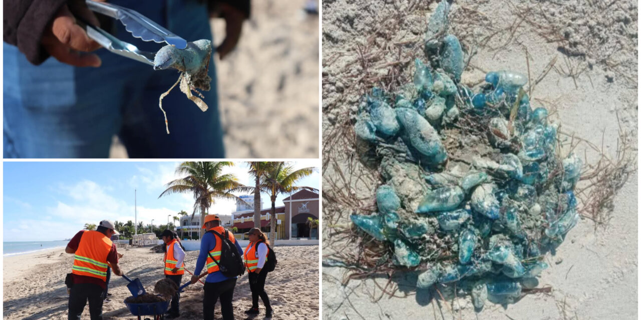 Prevención en Progreso por medusas carabelas portuguesas