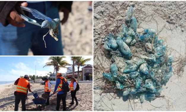 Prevención en Progreso por medusas carabelas portuguesas