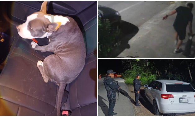 Roban Pit Bull y son atrapados camino a Tulum