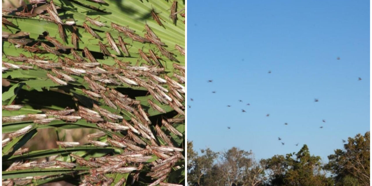 Plaga de langosta alcanza a 11 municipios de Yucatán