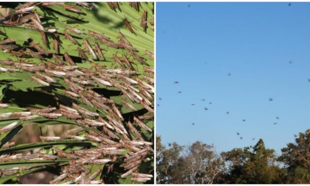 Plaga de langosta alcanza a 11 municipios de Yucatán