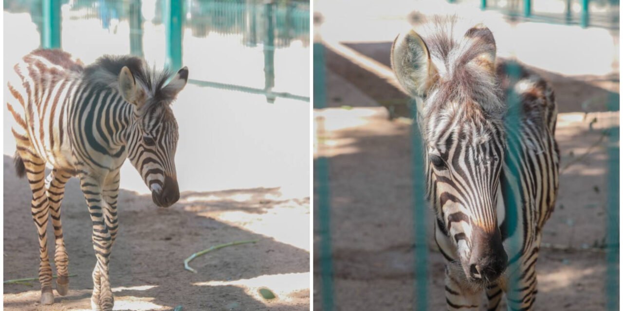 Cría de cebra causa sensación en zoológico del Centenario