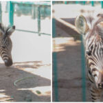 Cría de cebra causa sensación en zoológico del Centenario