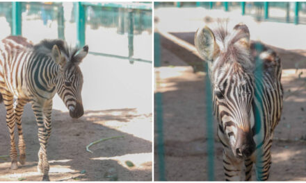 Cría de cebra causa sensación en zoológico del Centenario