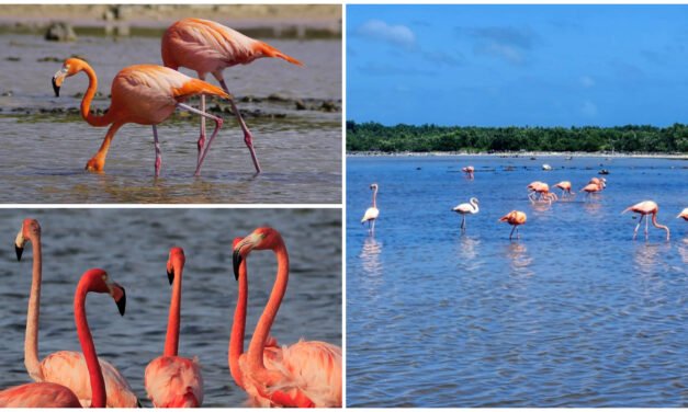 Flamencos están de vuelta en Punta Sur, Cozumel