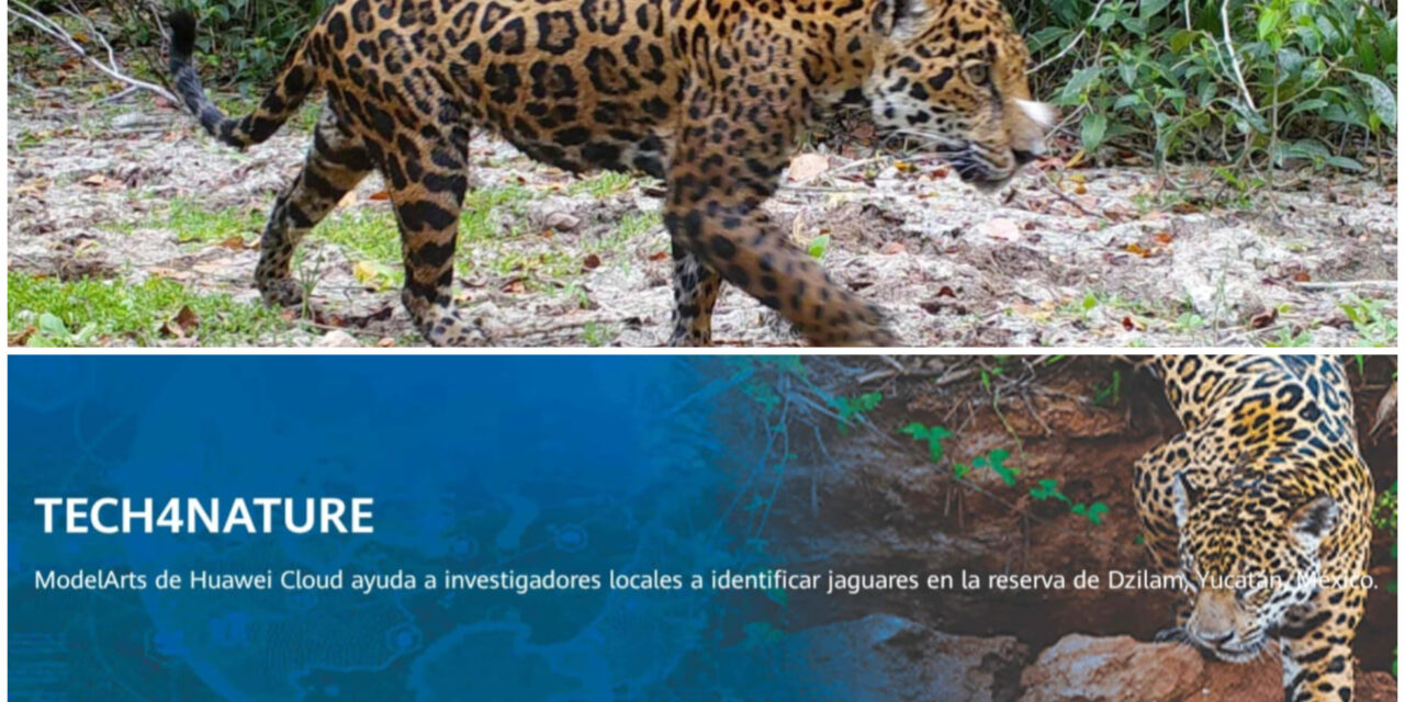 Vigilan al jaguar y cuidan naturaleza con innovación tecnológica