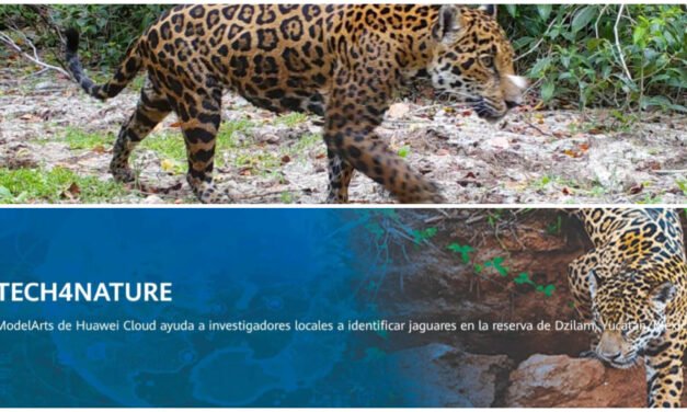 Vigilan al jaguar y cuidan naturaleza con innovación tecnológica