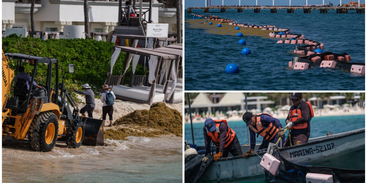 Sargazo en caribe mexicano, se preparan para recale mayor este año