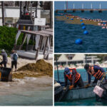 Sargazo en caribe mexicano, se preparan para recale mayor este año