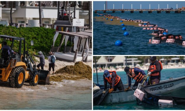 Sargazo en caribe mexicano, se preparan para recale mayor este año