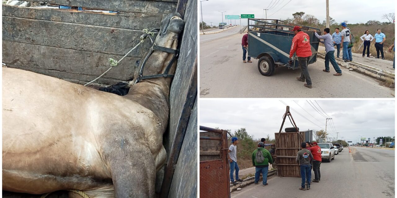 Perece caballo en remolque desenganchado cerca de puente Gran San Pedro Cholul