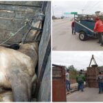 Perece caballo en remolque desenganchado cerca de puente Gran San Pedro Cholul