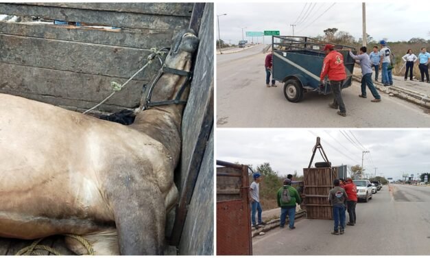 Perece caballo en remolque desenganchado cerca de puente Gran San Pedro Cholul
