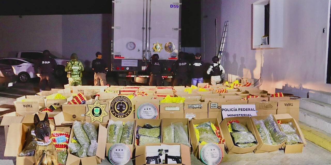 Cargamento de cannabis, detenido en Mérida, tenía destino a Quintana Roo