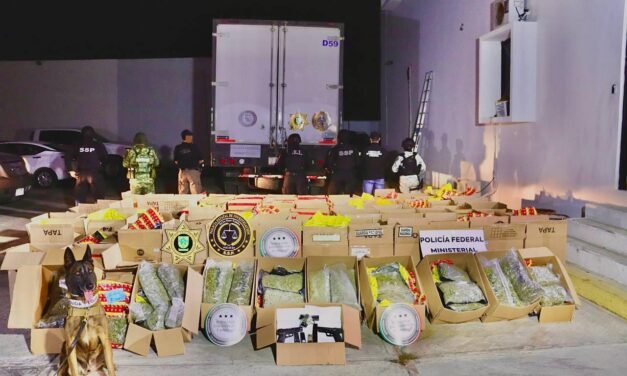 Cargamento de cannabis, detenido en Mérida, tenía destino a Quintana Roo