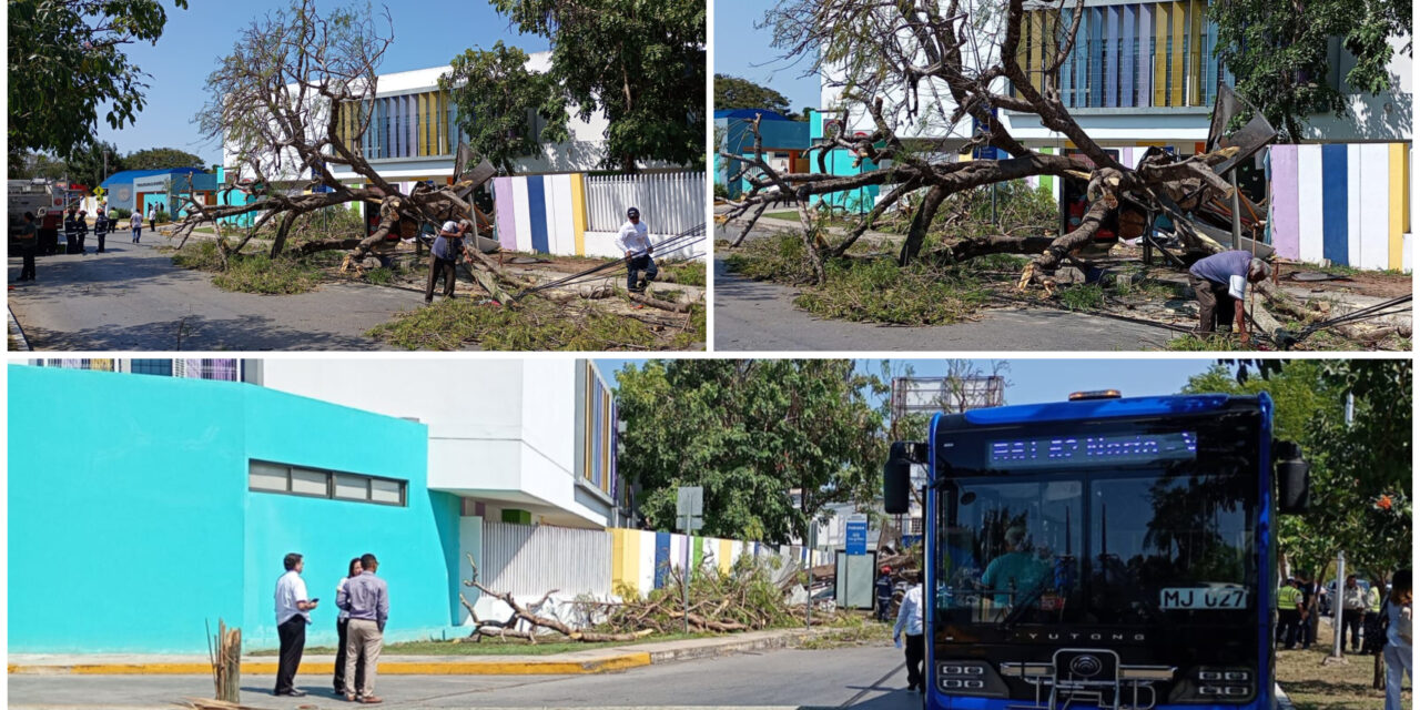Vencido por el tiempo, árbol cae, destruye paradero y golpea autobús