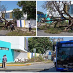 Vencido por el tiempo, árbol cae, destruye paradero y golpea autobús