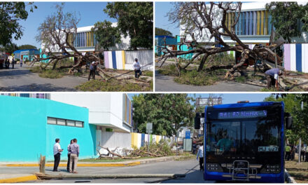 Vencido por el tiempo, árbol cae, destruye paradero y golpea autobús