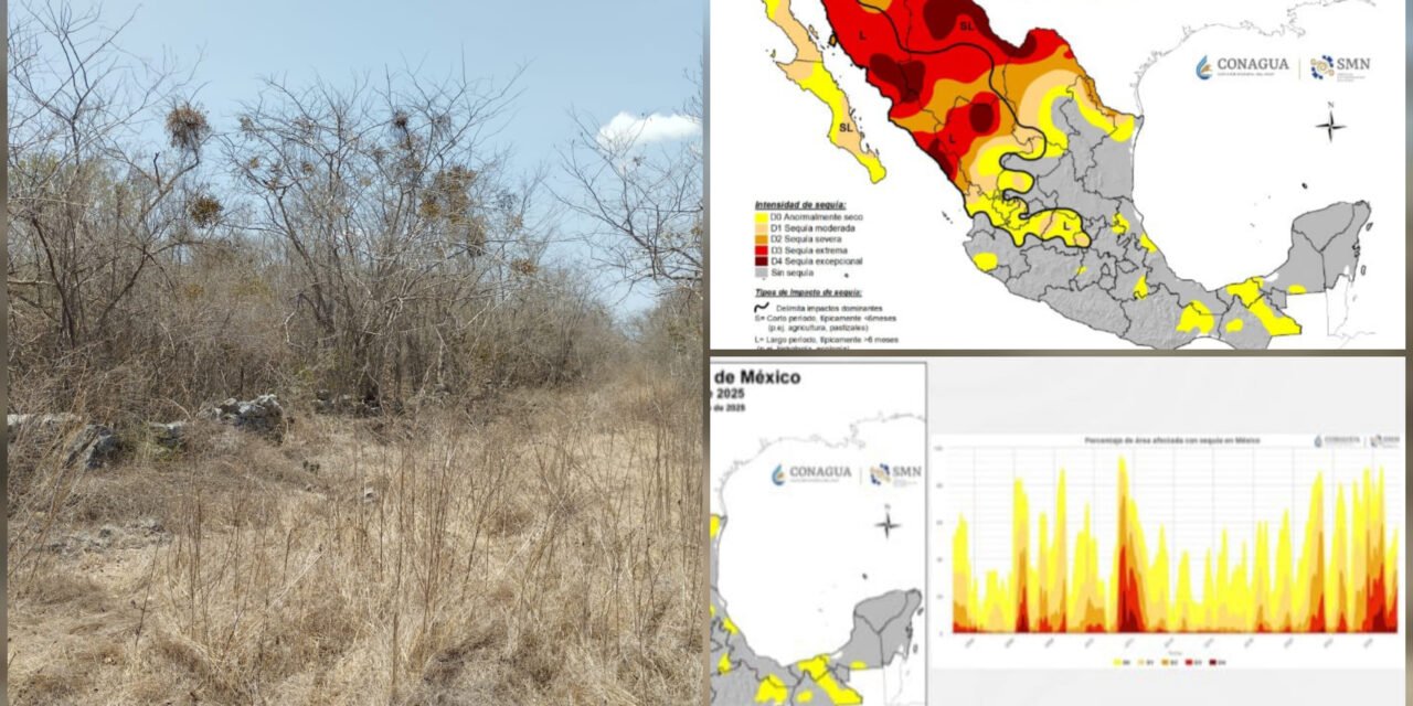 Temporada de sequía: prevén condiciones menos severas en Yucatán