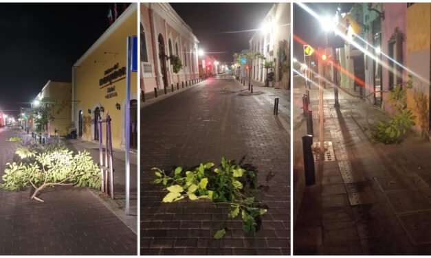Dañó 25 árboles en calle 60 de Mérida; está detenido