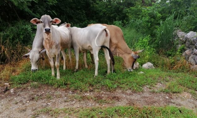 ¿Llegó el gusano barrenador a Yucatán? Caso en Tzucacab