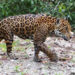 Jaguar, dios maya, da muestras de recuperación reproductiva en Yucatán
