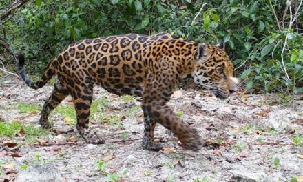Jaguar, dios maya, da muestras de recuperación reproductiva en Yucatán