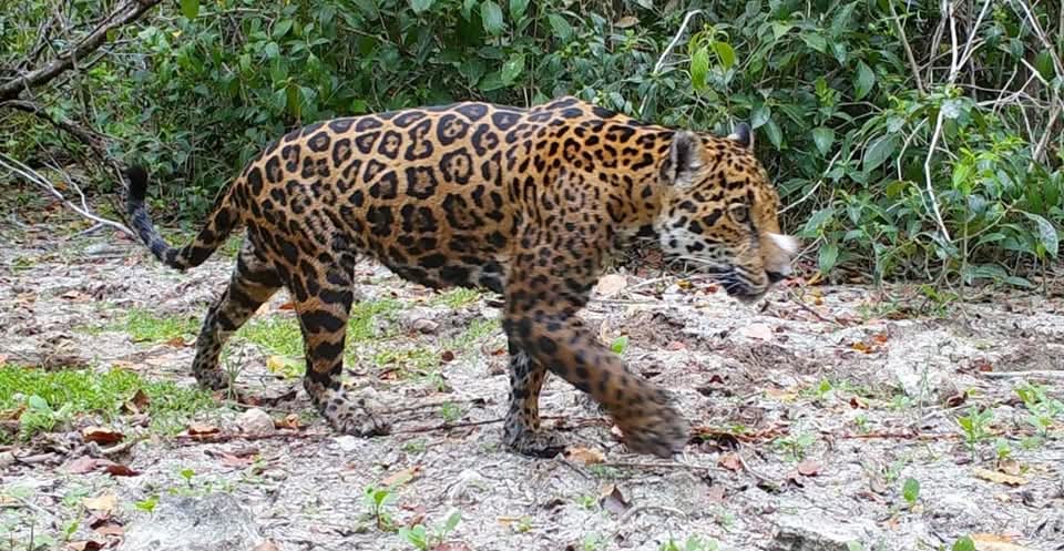 Jaguar, dios maya, da muestras de recuperación reproductiva en Yucatán