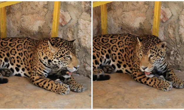 Antiguo residente de Xcaret llegó al zoológico La Reina, en Tizimín