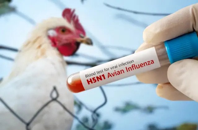 Está en México: Primer caso humano de influenza aviar A (H5N1)