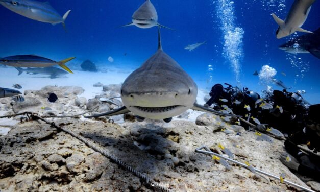 Lanzan campaña para protección de tiburones en Caribe Mexicano