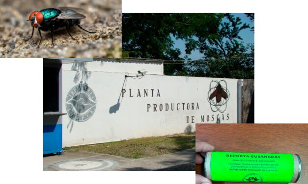 Gusano barrenador: atender lesiones sospechosas en animales o personas