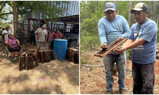 Denuncian mortandad masiva de abejas al sur de Yucatán