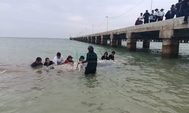 Tiburón ballena recaló muerta frente a puerto Progreso