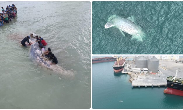 Tiburón peregrino de nueve metros y siete toneladas, el de puerto Progreso