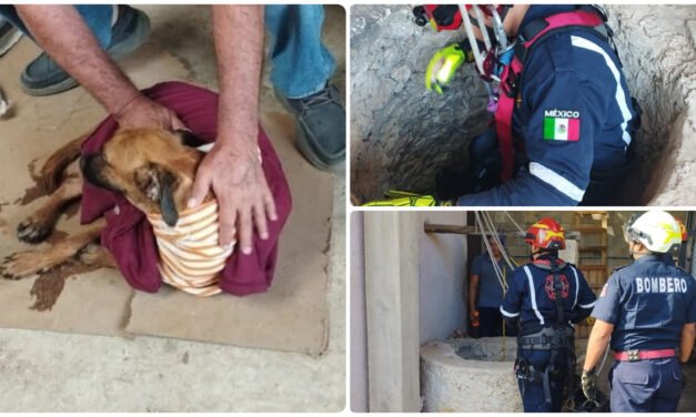‘Travieso’, perrito que volvió a la vida tras caída a pozo de 10 metros