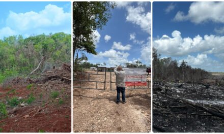 Selvas bajo ataque: operativos en la Península dejan 7 predios clausurados y toneladas de madera asegurada
