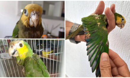 Traficantes decoloran plumas de loros y los lesionan
