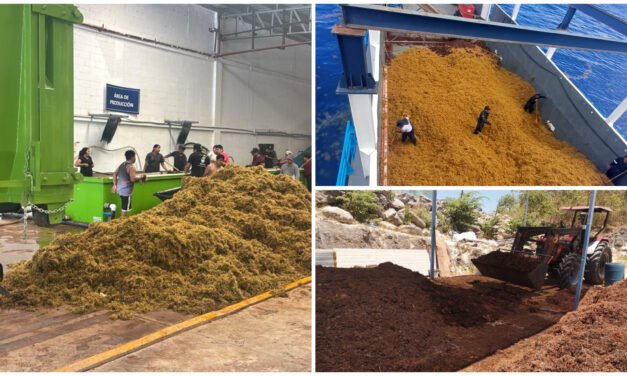 Contención al arribo masivo de sargazo en playas de caribe mexicano
