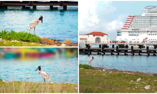 Sorprende hallazgo en Cozumel de majestuosa ave en peligro de extinción