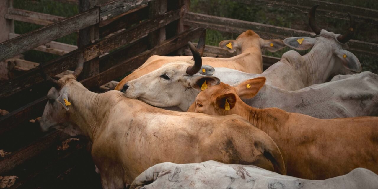 Otros 19 casos de gusano barrenador en Yucatán