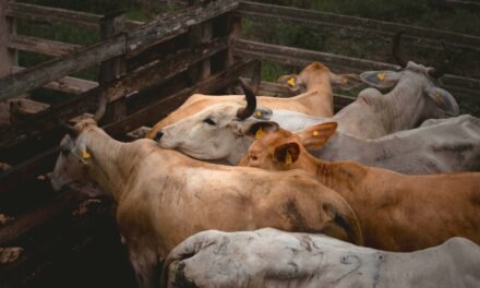 Otros 19 casos de gusano barrenador en Yucatán