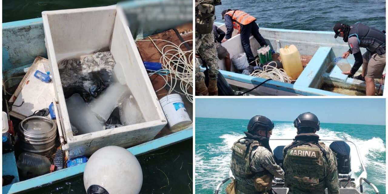 Pesca furtiva: en posesión de pulpo maya, frente a Dzilam de Bravo