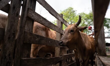 Gusano barrenador en Yucatán: 18 nuevos casos en 12 municipios