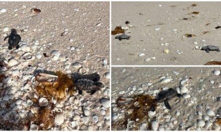 Nidos y neonatos de tortuga marina, en riesgo por invasión de vacacionistas